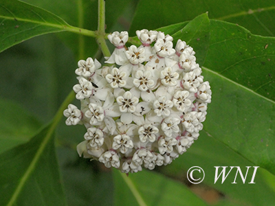 Asclepias variegata White Milkweed